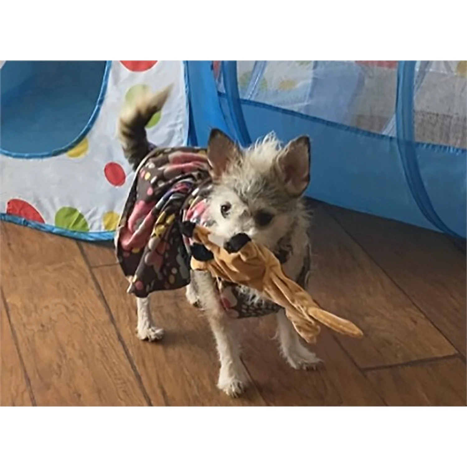 Piggy Poo And Crew Horse Paper Crinkle Squeaker Toy, 2 Count 3 Piggy Poo And Crew Horse Paper Crinkle Squeaker Toy, 2 Count - Image 3