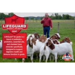 Kalmbach Feeds All Natural Protein Goat Supplement, 25-lb Block -Meadow Farm 315399 PT3. AC SS1800 V1626732758
