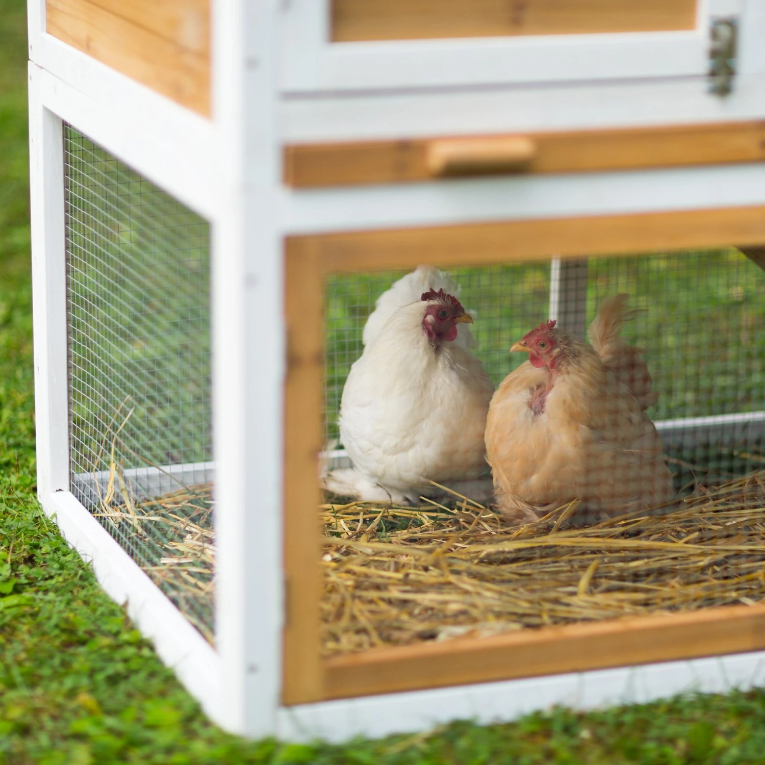 Prevue Pet Products Herb Planter Chicken Coop 6 Prevue Pet Products Herb Planter Chicken Coop - Image 6