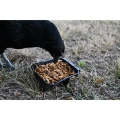 Little Farmer Products Value Grub Bulk Dried Black Soldier Fly Grubs Chicken Treats, 10-lb Bag -Meadow Farm 356280 PT4. AC SS1800 V1643316723
