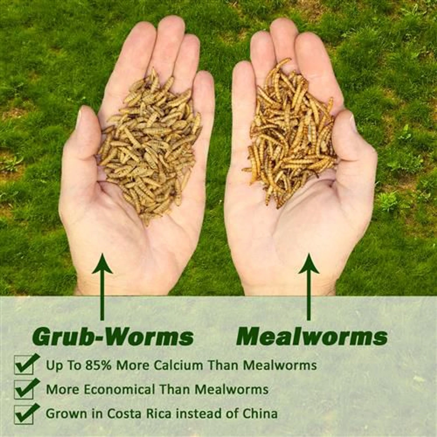 Exotic Nutrition Grub-Worms Dried Black Soldier Fly Larvae, 5-lb Bag 2 Exotic Nutrition Grub-Worms Dried Black Soldier Fly Larvae, 5-lb Bag - Image 2