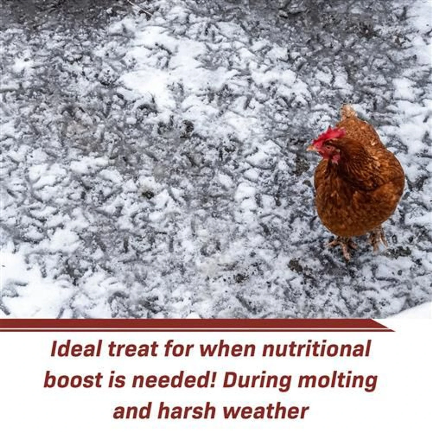 Exotic Nutrition Grub-Worms Dried Black Soldier Fly Larvae, 5-lb Bag 6 Exotic Nutrition Grub-Worms Dried Black Soldier Fly Larvae, 5-lb Bag - Image 6