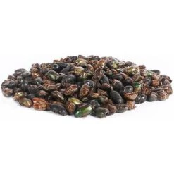 Exotic Nutrition Beetle Craze Bird Treats, 2-lbs Bag 12 Exotic Nutrition Beetle Craze Bird Treats, 2-lbs Bag -Meadow Farm 534110 PT5. AC SS1800 V1651868490
