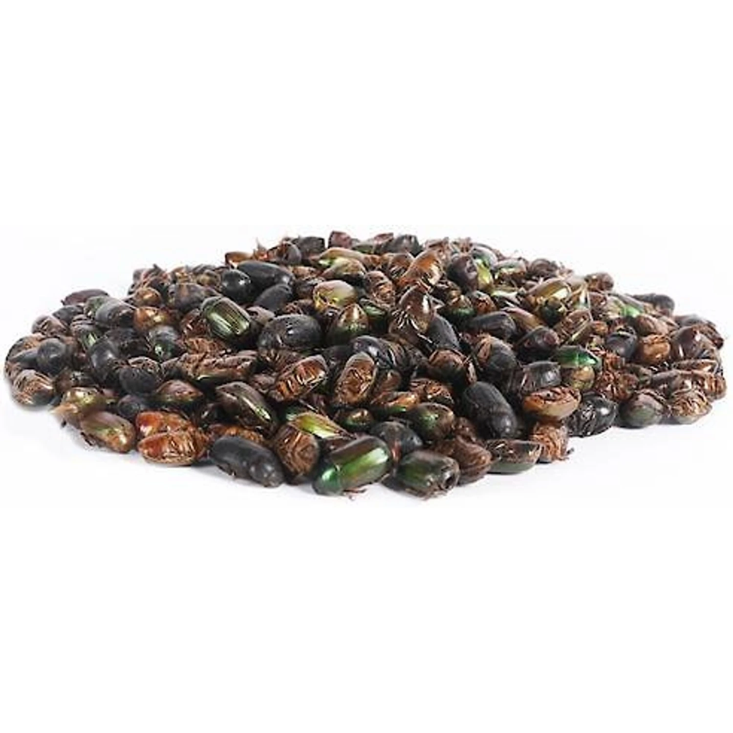 Exotic Nutrition Beetle Craze Bird Treats, 2-lbs Bag 6 Exotic Nutrition Beetle Craze Bird Treats, 2-lbs Bag - Image 6