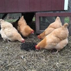 Exotic Nutrition Beetle Craze Bird Treats, 2-lbs Bag 13 Exotic Nutrition Beetle Craze Bird Treats, 2-lbs Bag -Meadow Farm 534110 PT6. AC SS1800 V1651868501