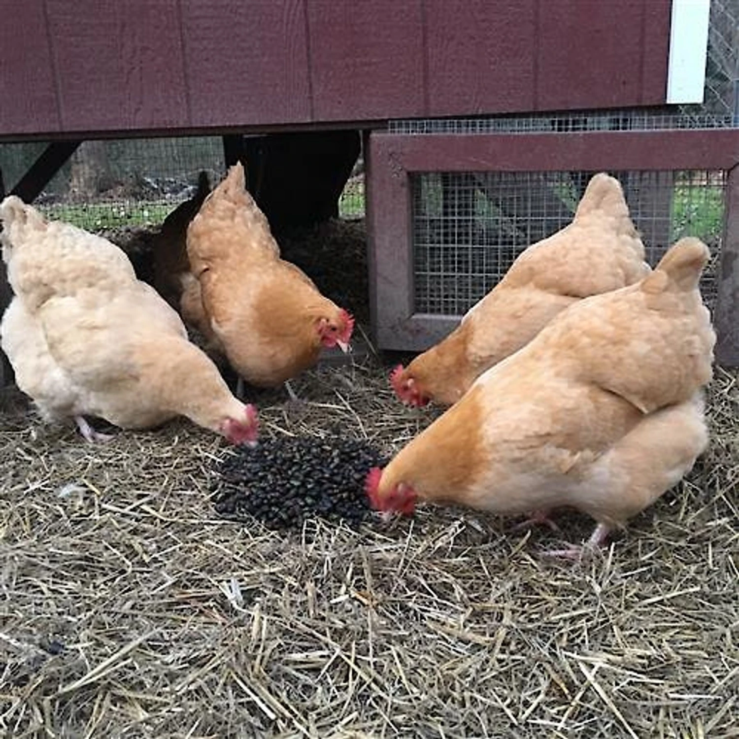 Exotic Nutrition Beetle Craze Bird Treats, 2-lbs Bag 7 Exotic Nutrition Beetle Craze Bird Treats, 2-lbs Bag - Image 7