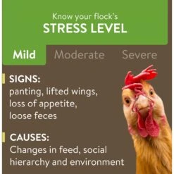 FlockLeader 7 Day Recover Poultry Supplement -Meadow Farm 625630 PT3. AC SS1800 V1701362977