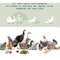 FLYGRUBS WigglyWorms Bird Treats -Meadow Farm 640822 PT3. AC SS1800 V1663797022