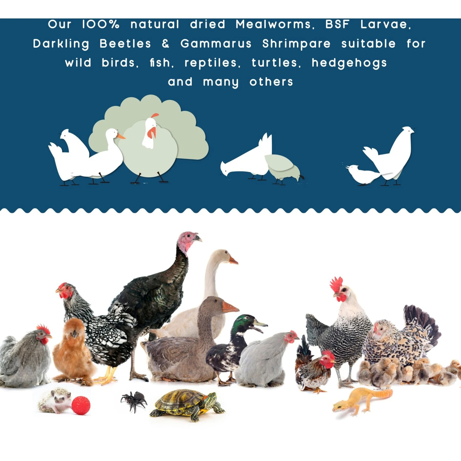 FLYGRUBS Bugalicious Bird Treats, 30-oz Bag 4 FLYGRUBS Bugalicious Bird Treats, 30-oz Bag - Image 4