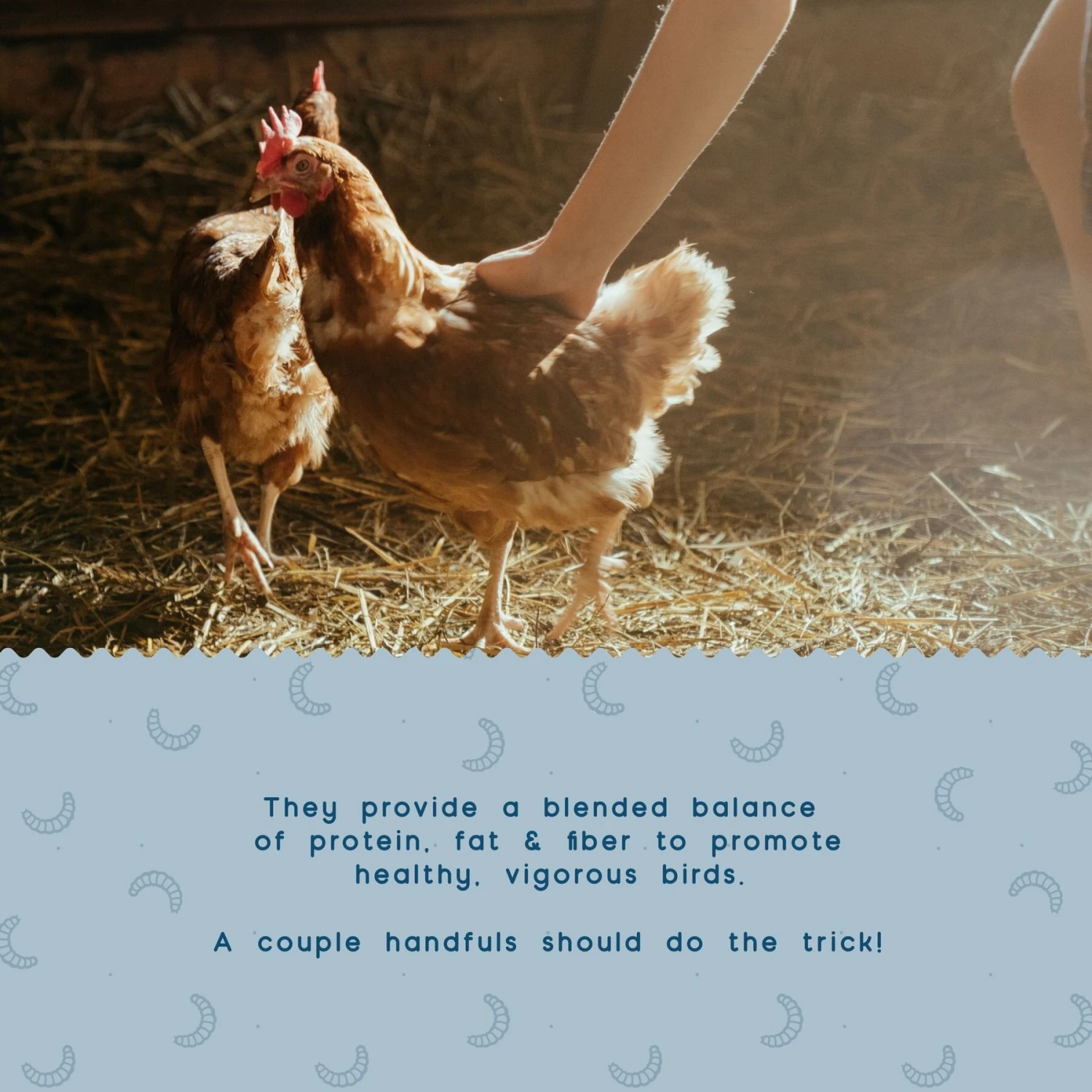 FLYGRUBS Bugalicious Bird Treats, 30-oz Bag 5 FLYGRUBS Bugalicious Bird Treats, 30-oz Bag - Image 5