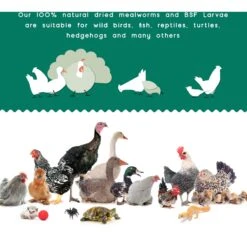 FLYGRUBS BugBites Bird Treats, 30-oz Bag 10 FLYGRUBS BugBites Bird Treats, 30-oz Bag -Meadow Farm 640870 PT3. AC SS1800 V1663796993