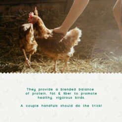 FLYGRUBS BugBites Bird Treats, 30-oz Bag 11 FLYGRUBS BugBites Bird Treats, 30-oz Bag -Meadow Farm 640870 PT4. AC SS1800 V1663796779