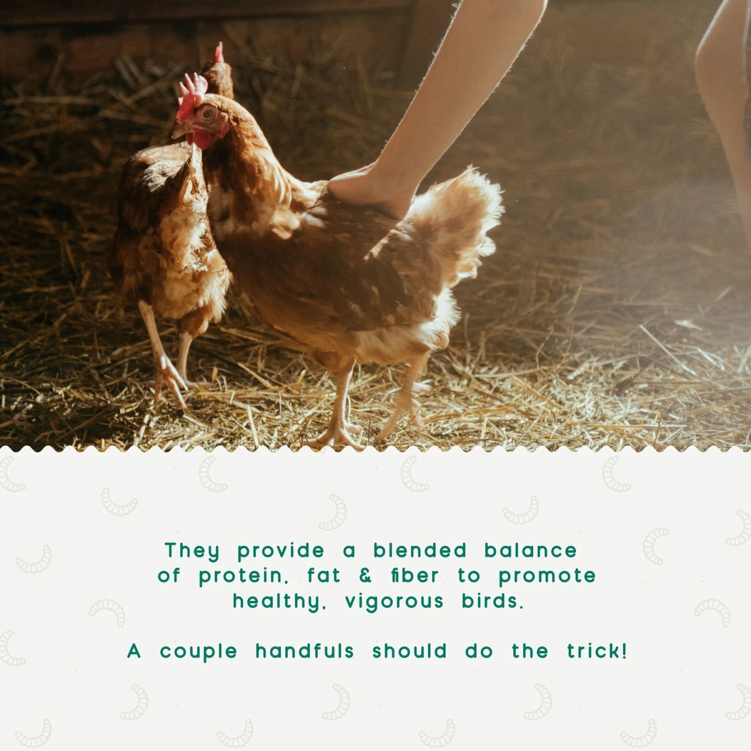 FLYGRUBS BugBites Bird Treats, 30-oz Bag 5 FLYGRUBS BugBites Bird Treats, 30-oz Bag - Image 5