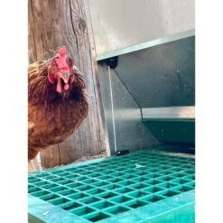 My Favorite Chicken Feedomatic Automatic Chicken & Duck Treadle Feeder -Meadow Farm 699614 PT3. AC SS1800 V1668197023