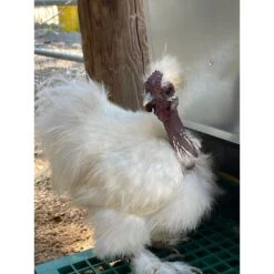 My Favorite Chicken Feedomatic Automatic Chicken & Duck Treadle Feeder -Meadow Farm 699614 PT7. AC SS1800 V1668200941