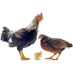 Dookashi Chicken Coop Bedding Odor Deodorizer, 4.5-lb Bag -Meadow Farm 699630 PT4. AC SS1800 V1668196020