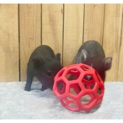 Piggy Poo And Crew Large Hole Treat Balls Farm Toy, Medium, 3 Count 5 Piggy Poo And Crew Large Hole Treat Balls Farm Toy, Medium, 3 Count -Meadow Farm 766366 PT3. AC SS1800 V1676320396