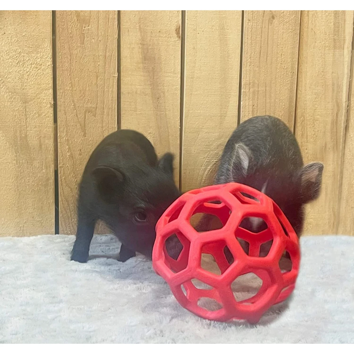 Piggy Poo And Crew Large Hole Treat Balls Farm Toy, Medium, 3 Count 3 Piggy Poo And Crew Large Hole Treat Balls Farm Toy, Medium, 3 Count - Image 3