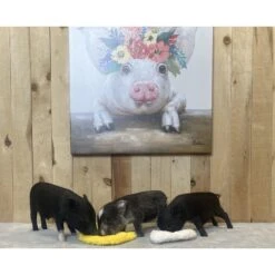 Piggy Poo And Crew Chicken & Egg Paper Crinkle Squeaker Toys Farm Toy, Medium -Meadow Farm 766398 PT5. AC SS1800 V1687550433