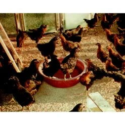 Tuff Stuff Products Super Duty Round Tub Farm Animal Feeder 6 Tuff Stuff Products Super Duty Round Tub Farm Animal Feeder -Meadow Farm 776382 PT2. AC SS1800 V1689273456