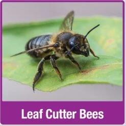 Natures Way Bird Products Farmhouse Bee Home, White -Meadow Farm 817910 PT7. AC SS1800 V1681743672