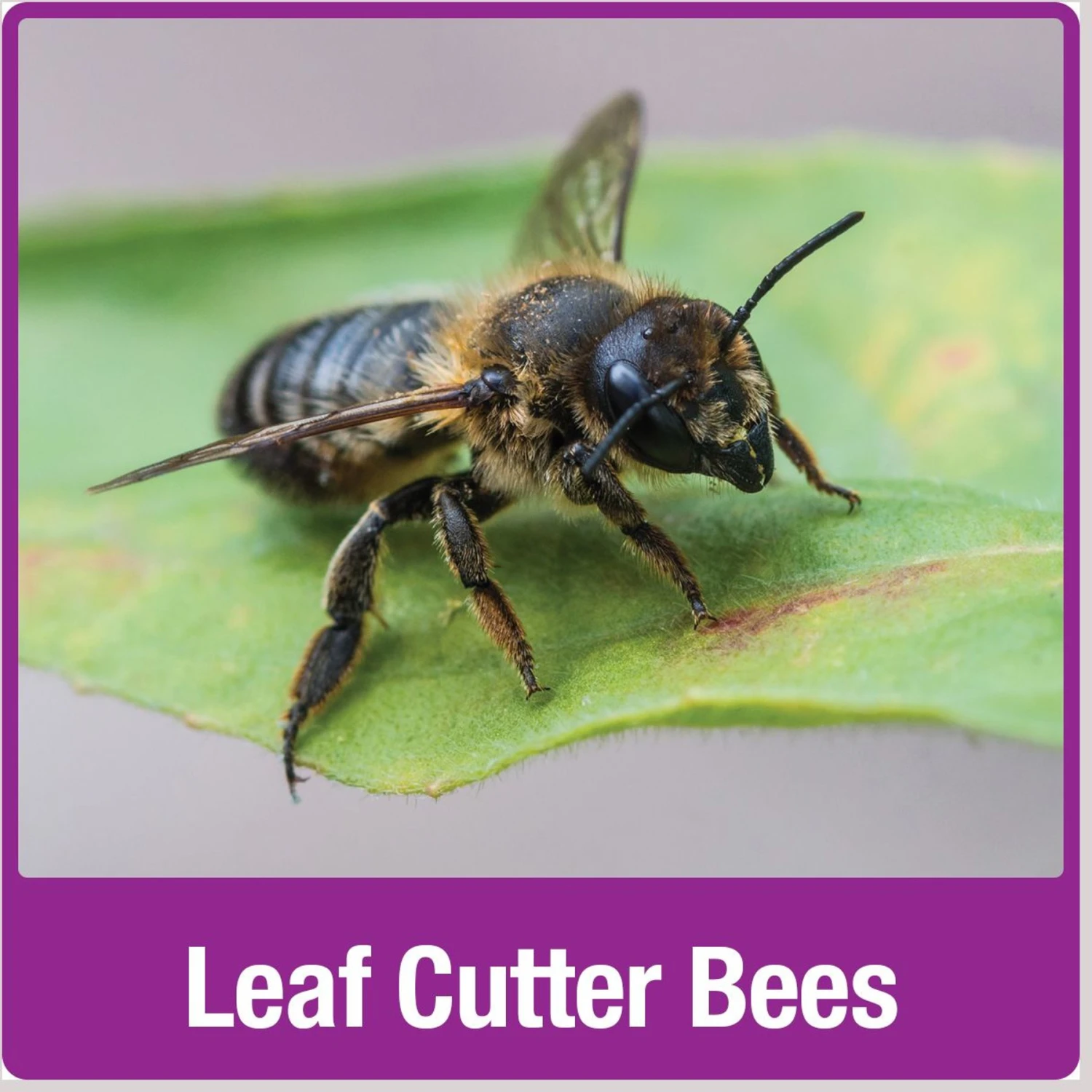 Natures Way Bird Products Bee Barn, Brown 7 Natures Way Bird Products Bee Barn, Brown - Image 7