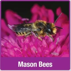 Natures Way Bird Products Bee Barn, Brown 16 Natures Way Bird Products Bee Barn, Brown -Meadow Farm 817942 PT7. AC SS1800 V1681743679