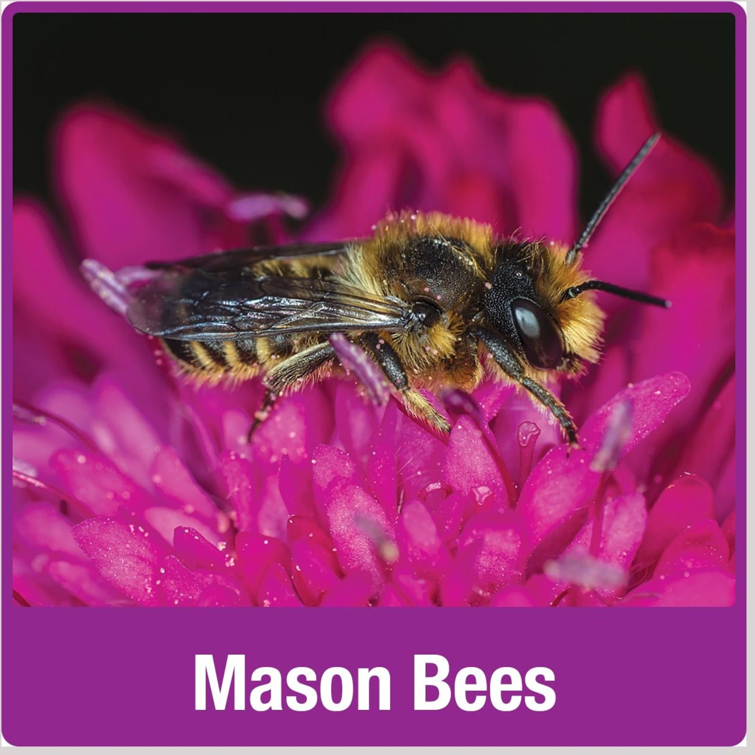 Natures Way Bird Products Bee Barn, Brown 8 Natures Way Bird Products Bee Barn, Brown - Image 8