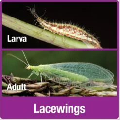 Natures Way Bird Products Insect Chateau, Brown 16 Natures Way Bird Products Insect Chateau, Brown -Meadow Farm 817974 PT7. AC SS1800 V1681743326