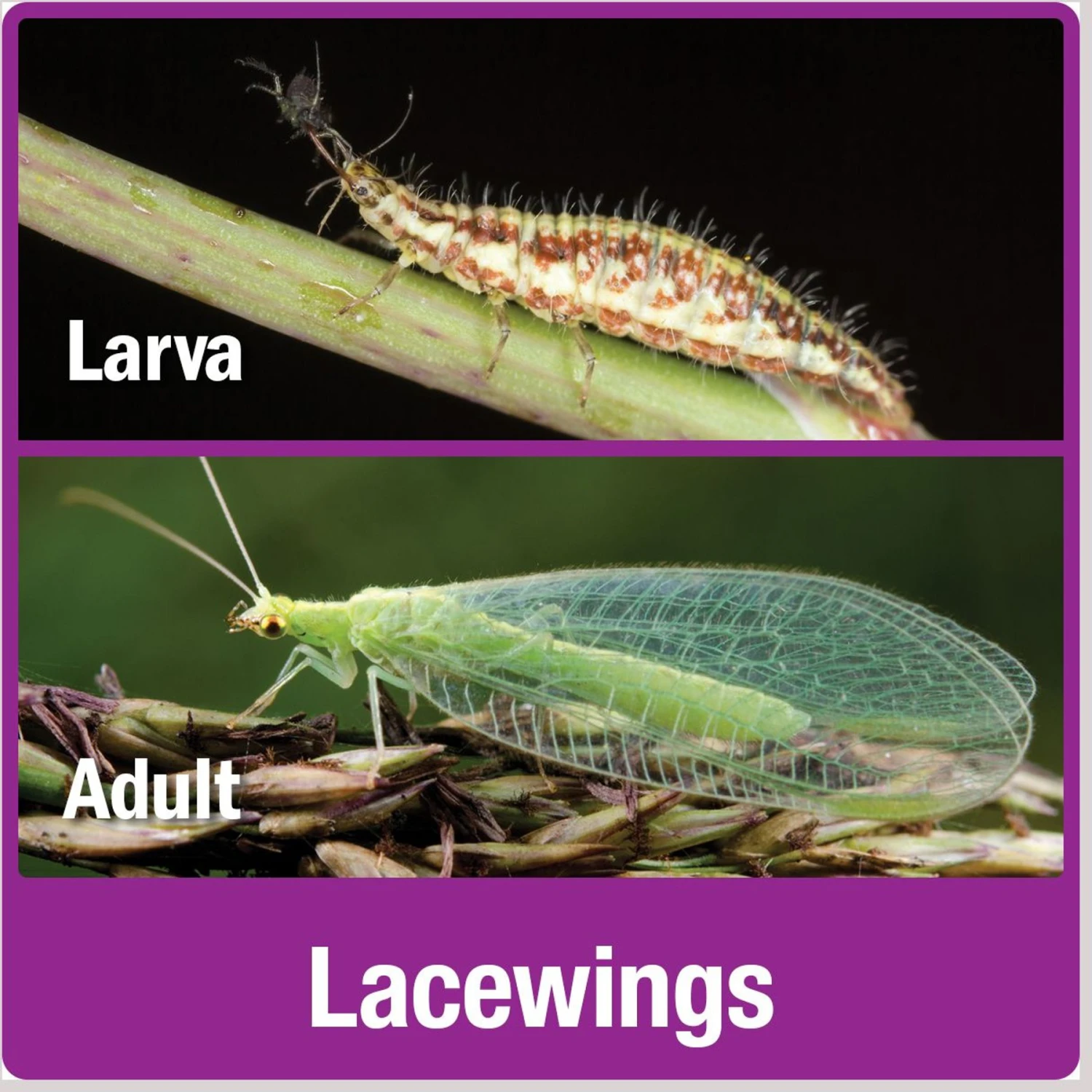 Natures Way Bird Products Insect Chateau, Brown 8 Natures Way Bird Products Insect Chateau, Brown - Image 8