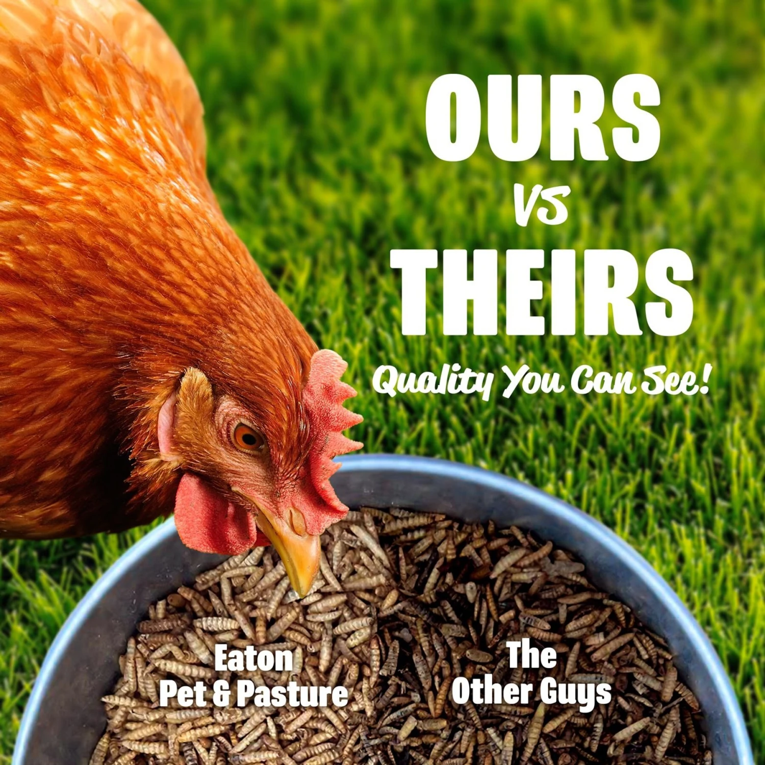 Eaton Pet & Pasture Premium Grubs USA Grown Black Soldier Fly Larvae Bird Treats, 1.5-lb Bag 6 Eaton Pet & Pasture Premium Grubs USA Grown Black Soldier Fly Larvae Bird Treats, 1.5-lb Bag - Image 6