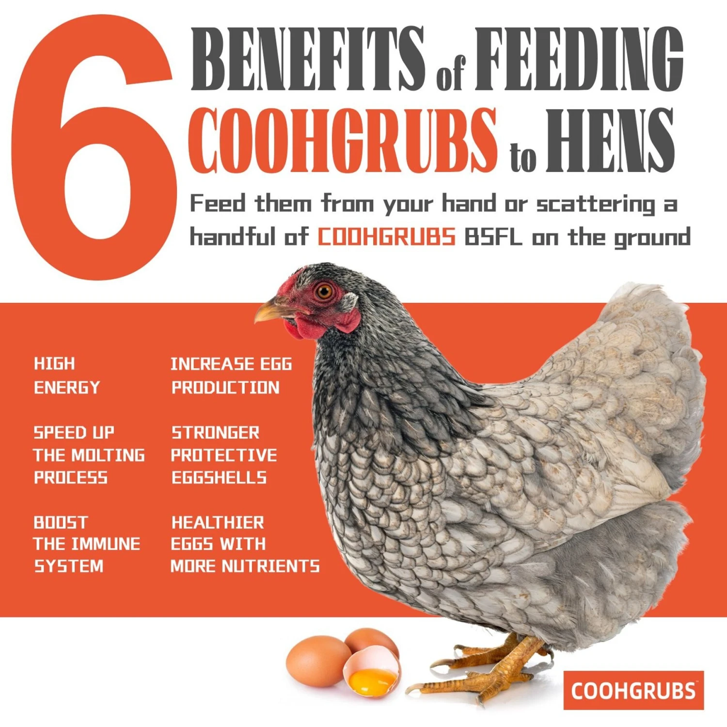 COOHGRUBS Dried Black Soldier Fly Larvae Bird Treat 3 COOHGRUBS Dried Black Soldier Fly Larvae Bird Treat - Image 3