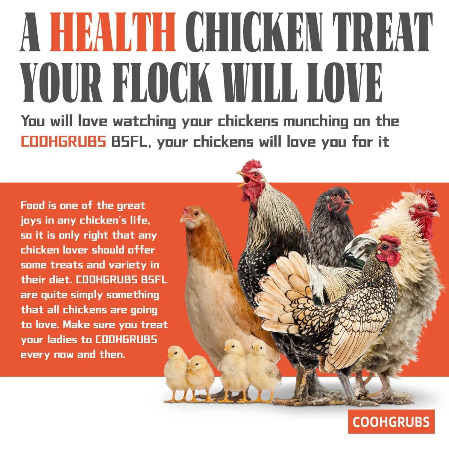 COOHGRUBS Dried Black Soldier Fly Larvae Bird Treat 4 COOHGRUBS Dried Black Soldier Fly Larvae Bird Treat - Image 4