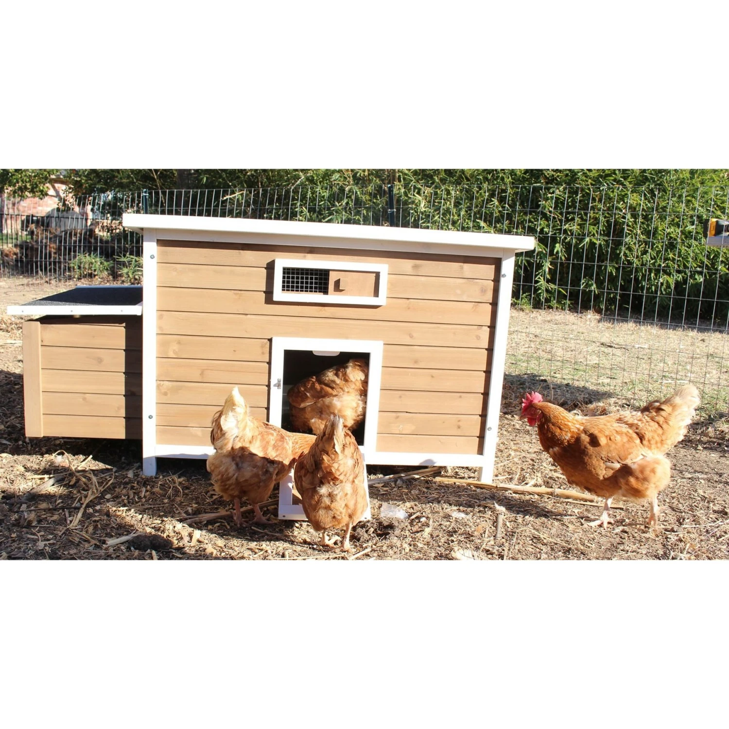 Zylina Nesting & Roosting Box With Outer Egg Box 6 Zylina Nesting & Roosting Box With Outer Egg Box - Image 6