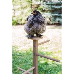 Zylina Play-N-Roost Double Roosting Perch -Meadow Farm 855094 PT2. AC SS1800 V1686246165