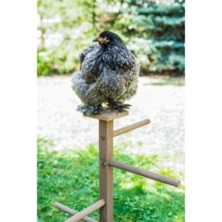 Zylina Play-N-Roost Single Roosting Perch -Meadow Farm 855110 PT8. AC SS1800 V1686248948