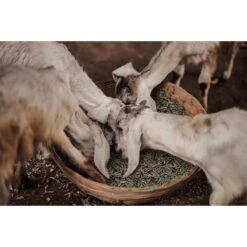 Medalist Alfalfa Pellets Pig & Goat Dry Food, 50-lb Bag -Meadow Farm 878174 PT5. AC SS1800 V1686250417