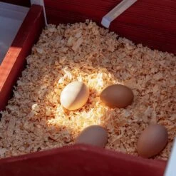 Win World Blooming Chicken Coop, 3 To 4 Chicken Capacity -Meadow Farm 992398 PT8. AC SS1800 V1700599338