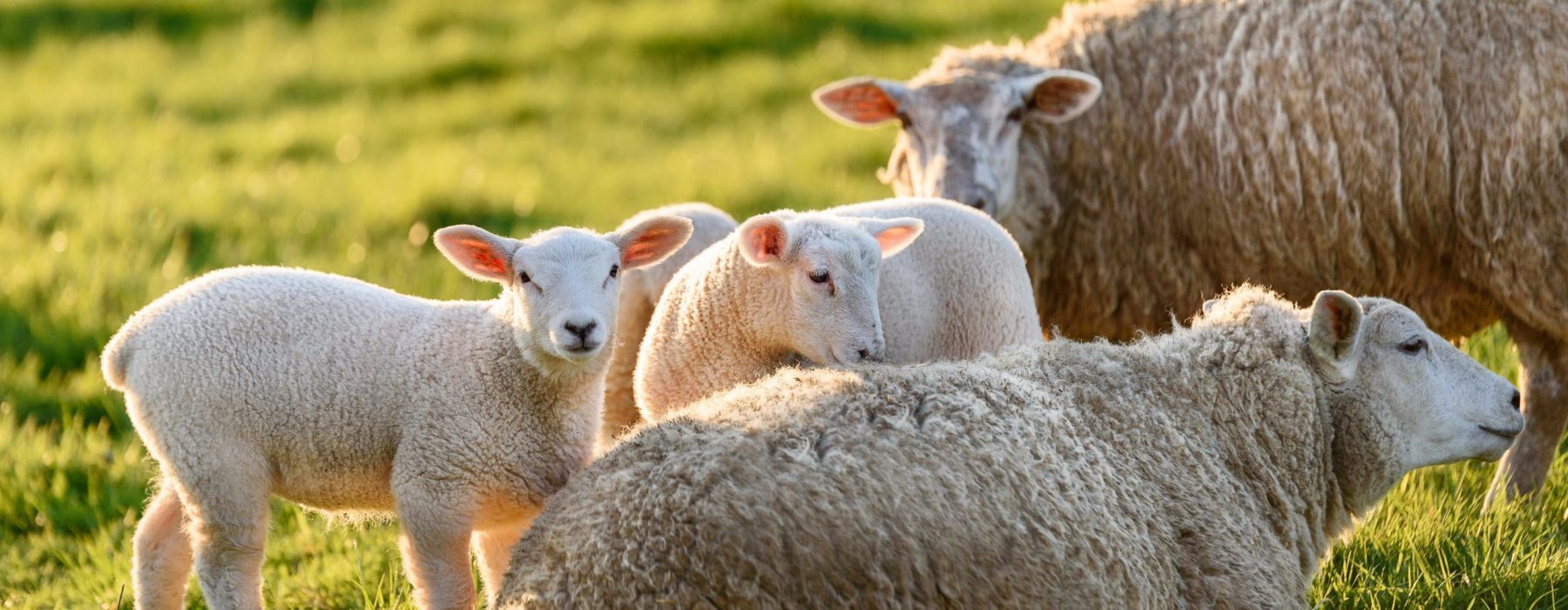 Meadow Farm 10 Meadow Farm -Meadow Farm AdobeStock 81614807 scaled 1800x700 1