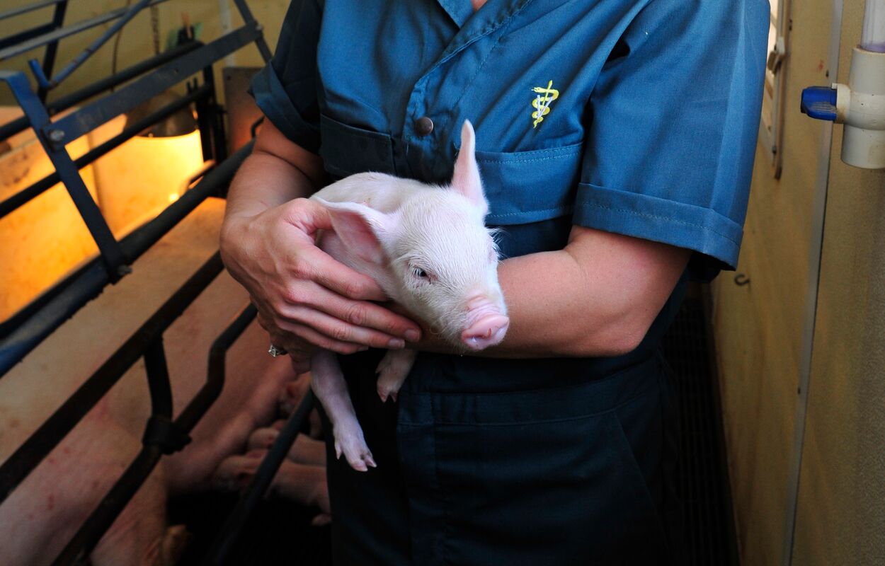 Meadow Farm 11 Meadow Farm -Meadow Farm Caregiver 20Holding 20Piglet