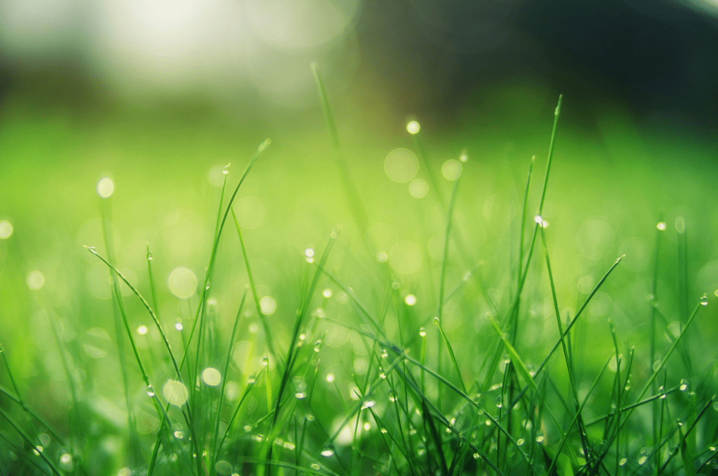 Meadow Farm -Meadow Farm Screenshot 2025 01 17 170819 min